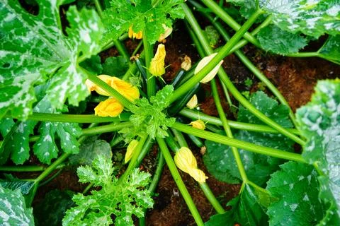 Close up of courgettes growing Stock Photos