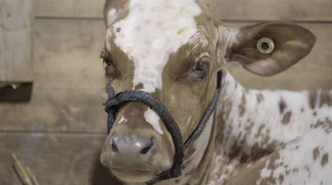Close up of a cow. 4K UHD. Stock Footage 57242919