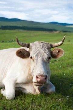 Close Up of Cow on Alpine  Ecologically Clean Pasture Stock Photos