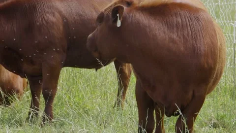 Close-up cow and flies Stock Footage 198072085