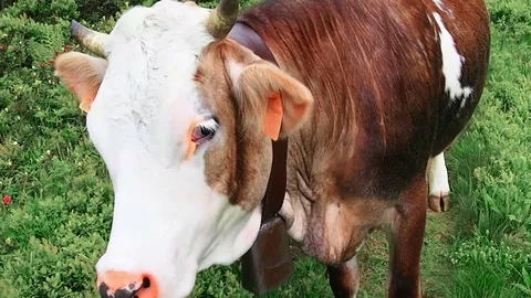 Close-up of cow and tongue Stock Footage 80433231