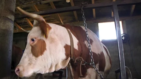 Close-up of a cow in a barn Stock Footage 294837550