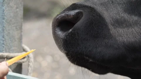 Close-Up of Cow Being Hand-Fed by a Person Stock Footage 280713369