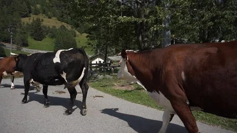 Close-up of cow bellowing Stock Footage 117855585