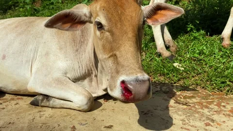 Close up of a cow with a bleeding nose Stock Footage 340299673
