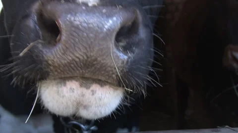 Close up of a cow calf face in stable. Licking a camera. Video stock 139783636
