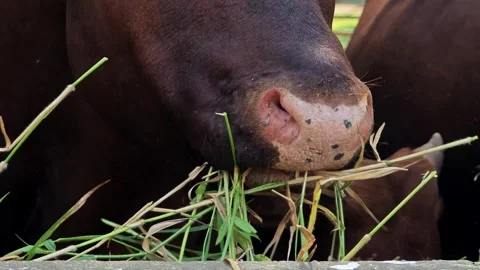 Close up cow chewing dry grass. Stock Footage 309376542