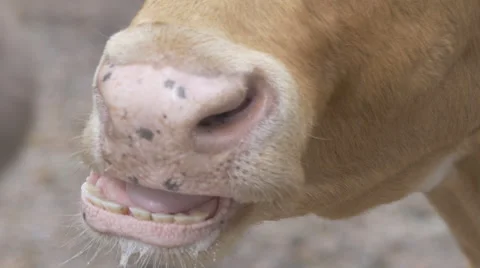Close-up of Cow Chewing Stock Footage 48380069