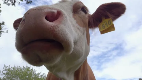 Close up of Cow Chewing Grass Video stock 225868023