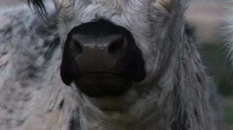 A close-up of a cow chewing its cud mp4 Stock-Footage 587679