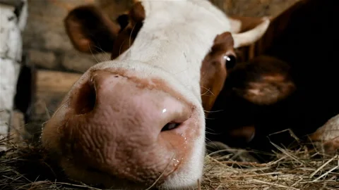 A close-up of a cow. A close-up of the nose Stock Footage 91004981