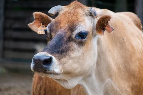 Close-up of a cow in the corral Stock Photos