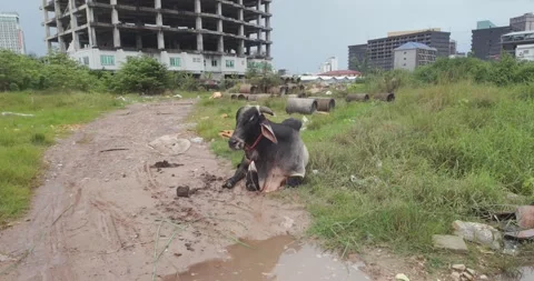 Close-up cow on dirt path with construction pipes Stock Footage 340550783