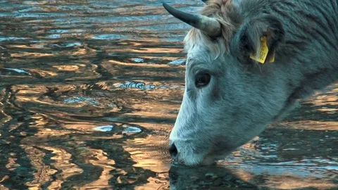 Close up Cow Drinking Water Stock Footage 85447302
