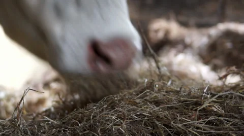 Close up cow eating 1 Stock Footage 38296017
