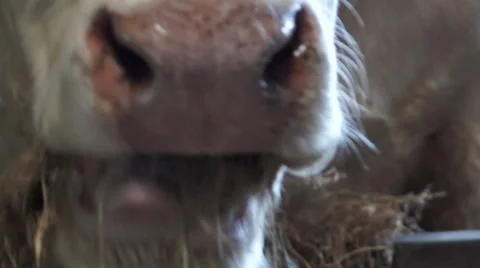 Close up cow eating 2 Stock Footage 38295981