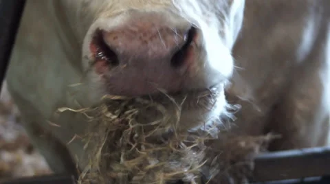 Close up cow eating 3 Stock Footage 38294662