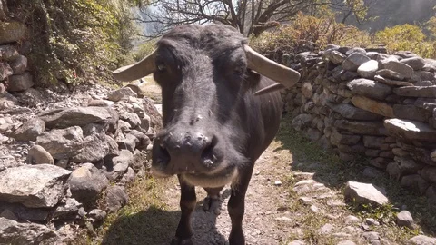 Close up of a cow eating Stock Footage 119753945