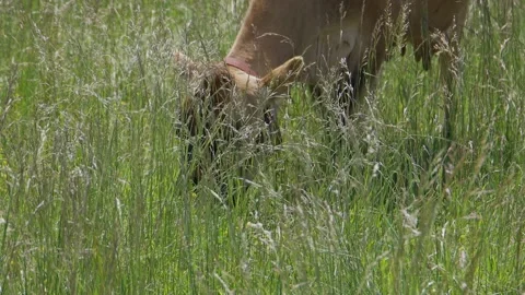 Close-up cow eating Stock Footage 197839807