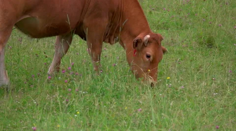 Close Up of Cow Eating Grass. Stock Footage 64912343