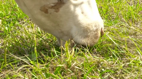 Close-up of a cow eating grass Stock Footage 71220607