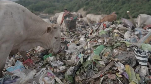 Close up cow eating trash garbage Stock Footage 204726096