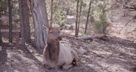 Close Up Cow Elk Chewing While Resting Stock Footage 341664581