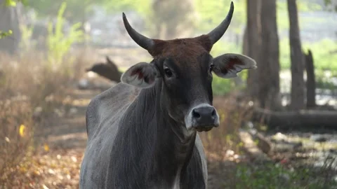 Close-Up of Cow Face with Emotional Expression  Animal Portrait in Nature Stock Footage 331145937