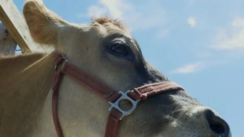 Close-up cow face Stock Footage 197840167