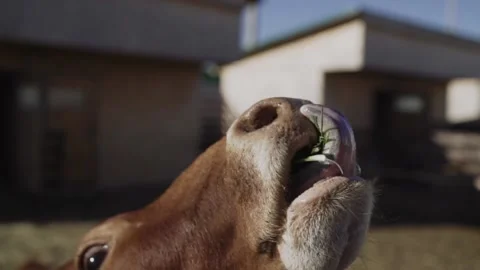 Close-up of a cow fed with grass Stock Footage 153435839
