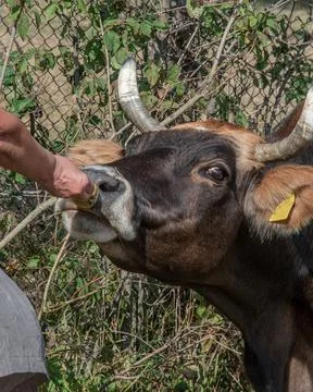Close Up of Cow Feeding Stockfoto's