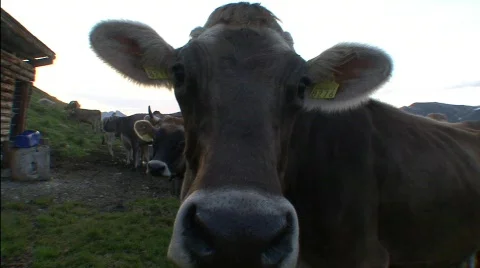 Close Up Cow Stock Footage 514973