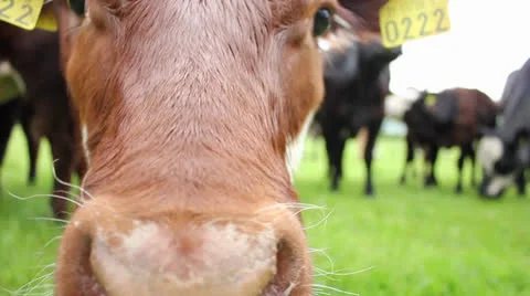 Close up of cow Stockbeeldmateriaal 24469487