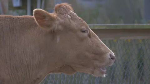 Close-up of Cow Stock Footage 48381210