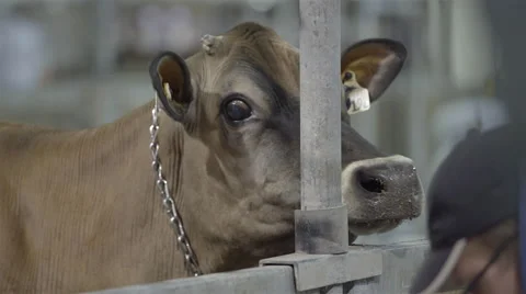 Close up of a cow Stock Footage 57244047