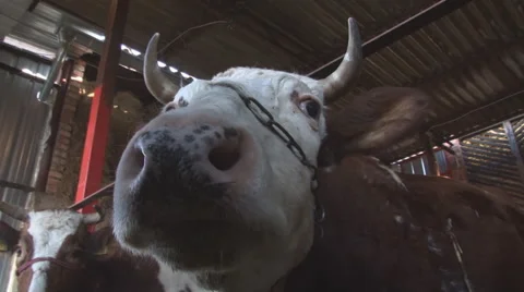 Close Up Of Cow 库存影片 60615570