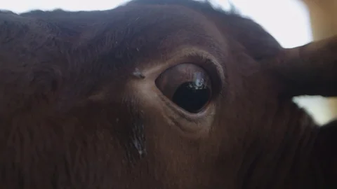 Close up of a cow Видео 76738804