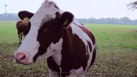 Close up of a cow Video stock 83032906