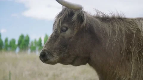 A close up of a cow Stock Footage 155356151