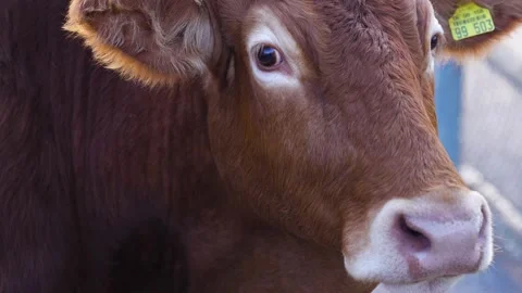 Close up of cow Video stock 234147771
