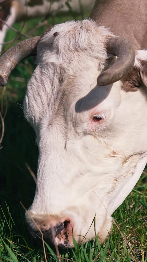 Close up of cow grazing at the field.  Stock Footage 309850983