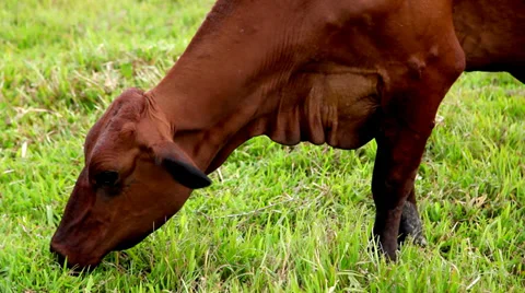 Close-up cow grazing Stock Footage 34009469