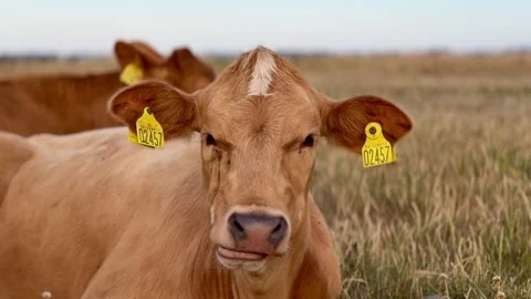 Close-up of cow in green pasture Video stock 339490775