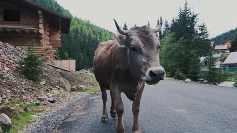 Close-up cow head looking at the camera Video stock 126776969