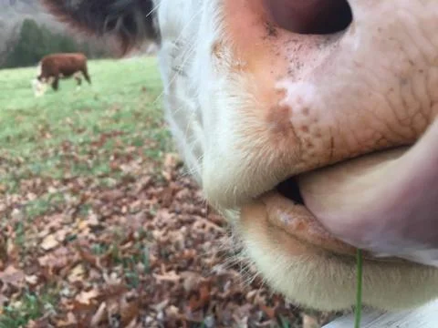 Close up Cow licking Stock Photos