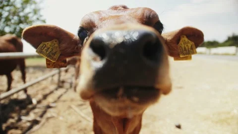 Close up of cow looking and smelling the camera. Portrait of cow. Farming Stock Footage 159798078