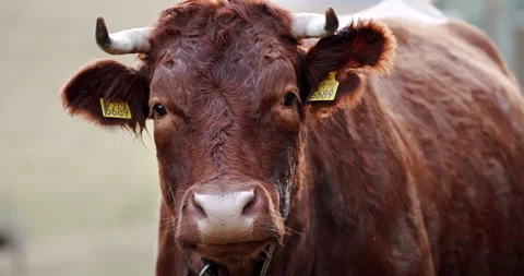 A close up of a cow looking at the camera and chewing in slow motion Video stock 149492154