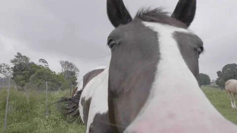 A close up of a cow looking at the camera Stock Footage 155355318