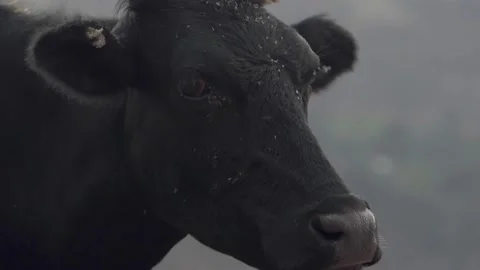 A close up of a cow looking at the camera Stock Footage 155356830