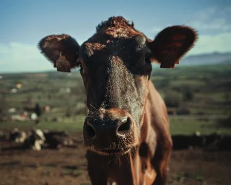 A close up of a cow looking to the camera Stock Photos